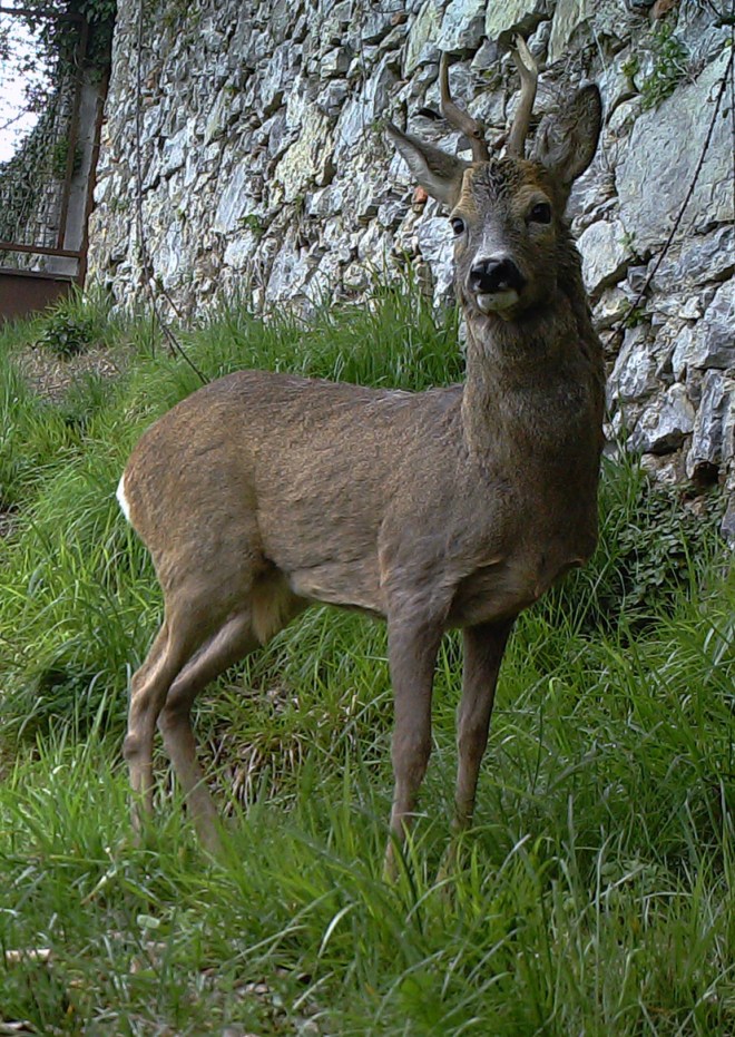 All'inizio della primavera, con il manto estivo...