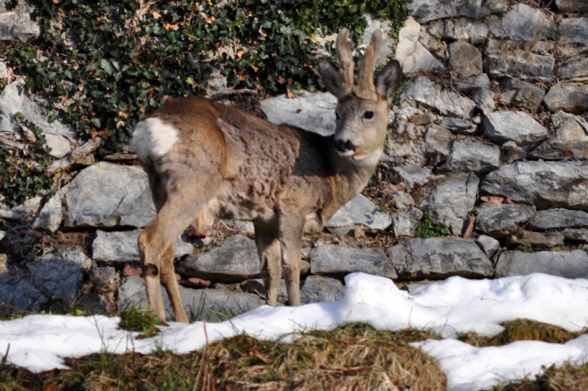Dopo l'ultima nevicata, durante la muta...