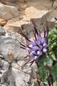Raponzolo chiomoso (noto anche come "artiglio del diavolo") tra le fenditure di roccia dello Stevia (Val Gardena)