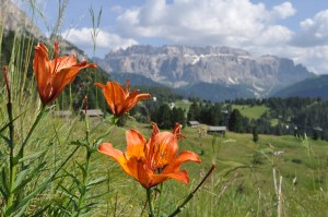 Gigli rossi. Sullo sfondo il Gruppo del Sella.