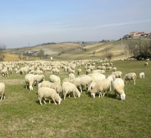 Gregge di pecore