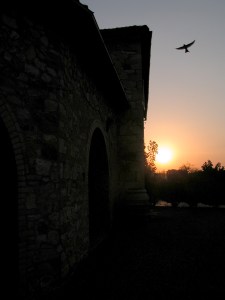 RONDINE AL TRAMONTO.1