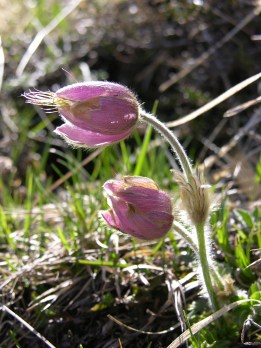 boccioli di anemone 1