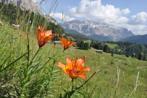 Giglio Rosso e Gruppo del Sella