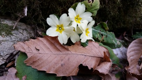 Primule nel sottobosco