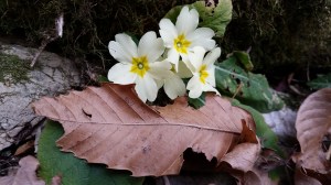 Primule nel sottobosco