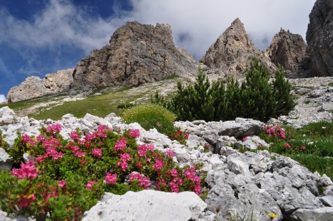 Rododendri sopra il Passo Gardena