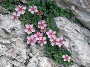 Cinquefoglia delle Dolomiti