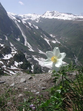 Pulsatilla alpina