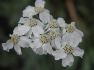 Achillea moscata