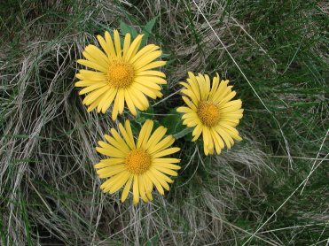 Doronico dei macereti