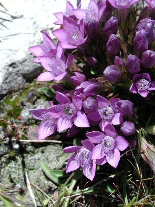 Genziana ramosa