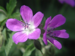 Geranio silvano