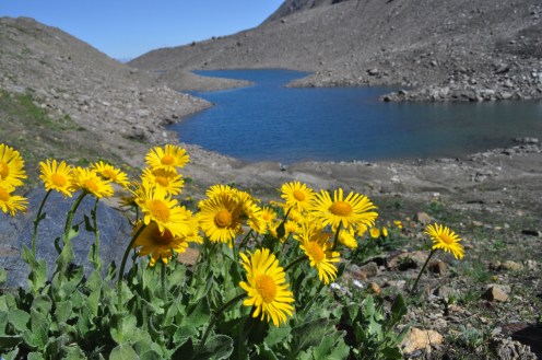 Doronico dei macereti