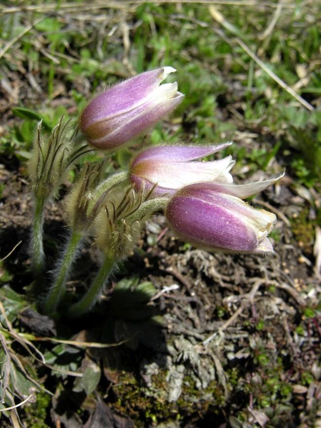 boccioli di anemone